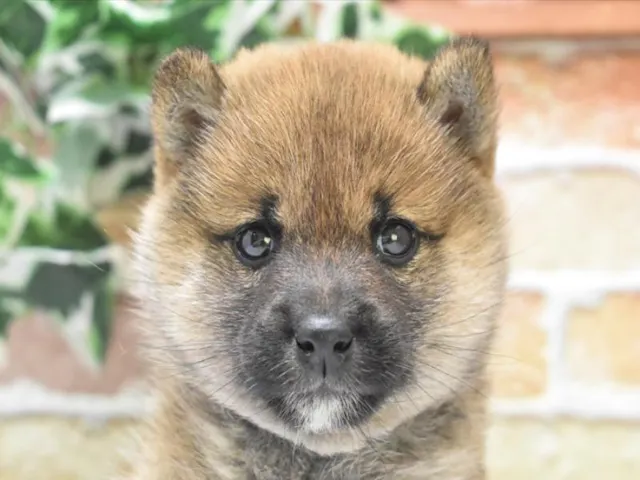 東京都の豆柴 (ペッツワン昭島店/2025年3月16日生まれ/女の子/赤)の子犬